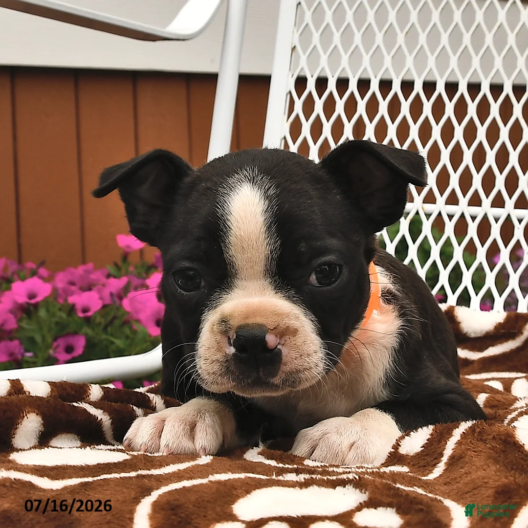 Boston Terrier dogs for sale: Lola  - Ad 2