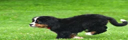 Bernese Mountain Dog dogs for sale: Nickle - Ad 4
