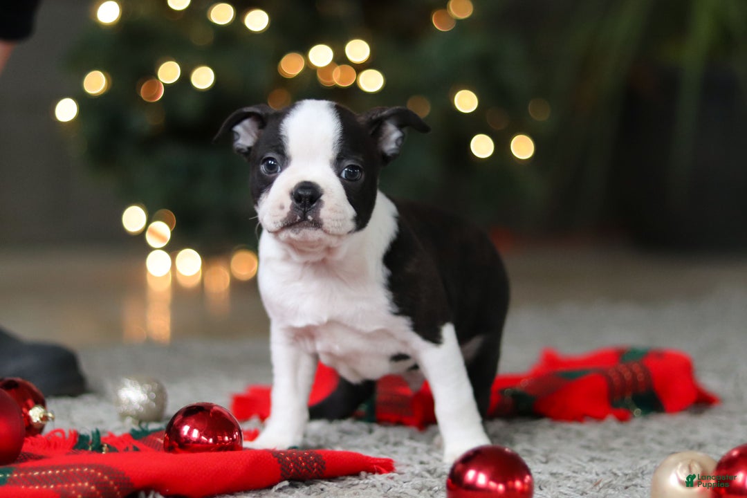 Boston Terrier dogs for sale: Max - Ad 10