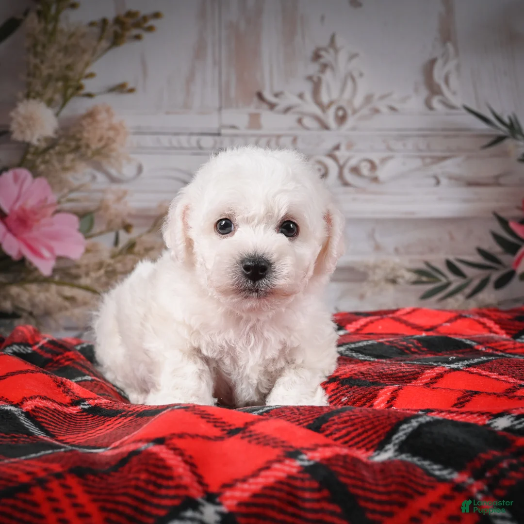 Bichon Frise dogs for sale: AKC-Rolo - Ad 7