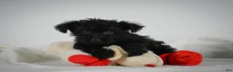 Yorkiepoo dogs for sale: Abby - Ad 8