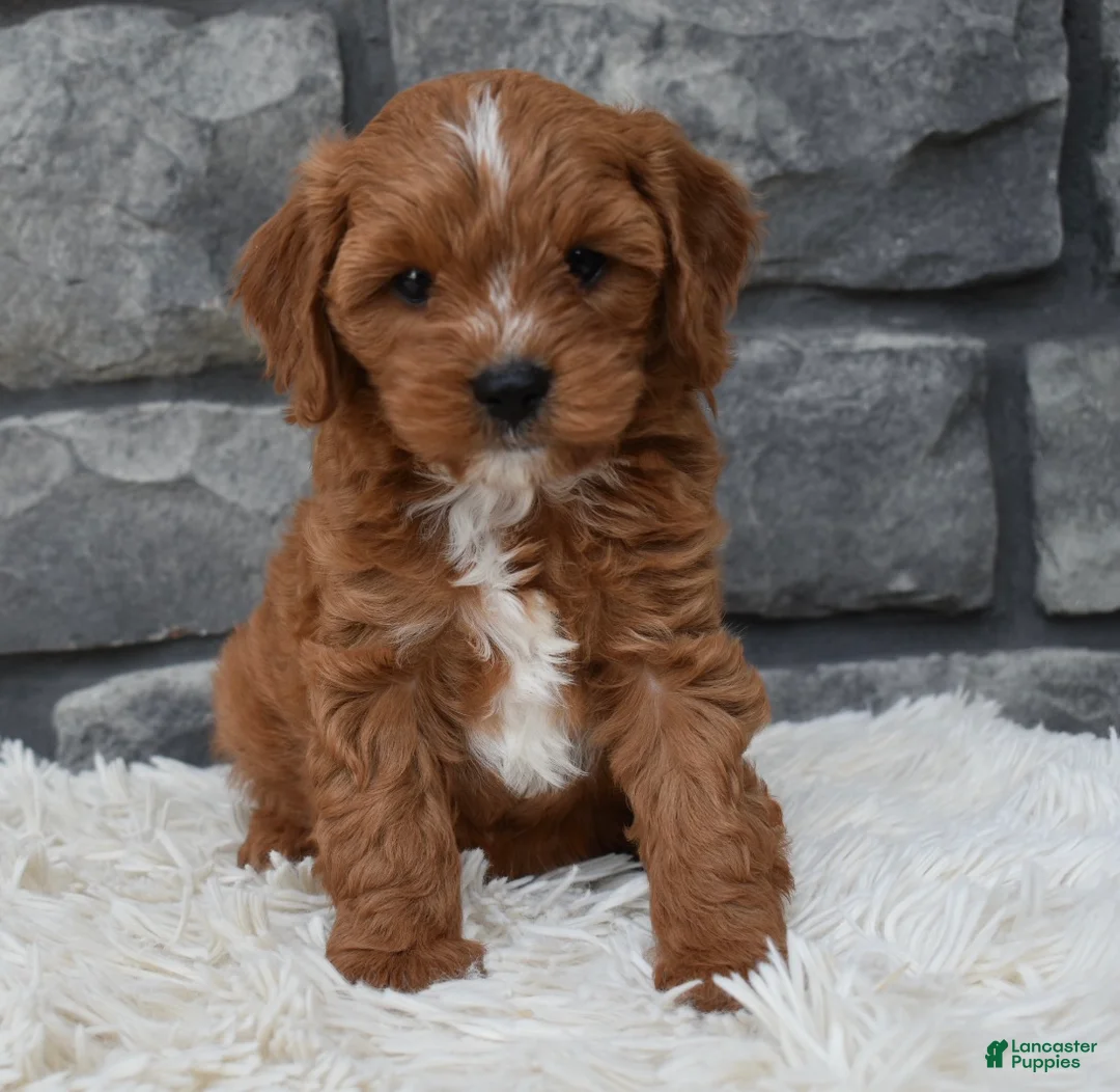 Cavapoo dogs for sale: Rocco  - Ad 1