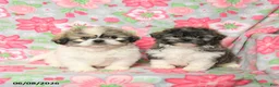 Teddy Bear dogs for sale: Waffles - Ad 3