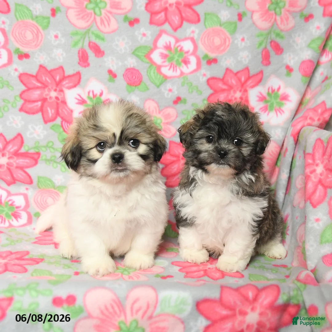 Teddy Bear dogs for sale: Waffles - Ad 3