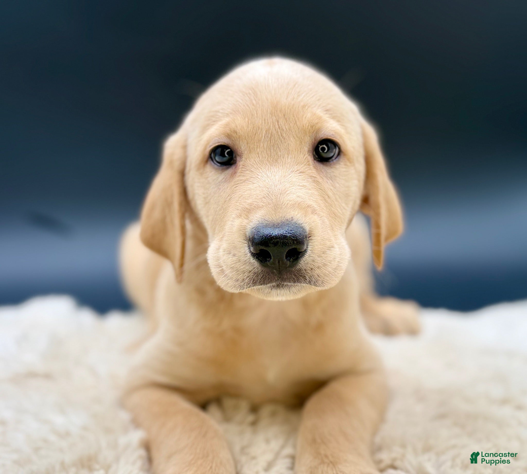 Labrador Retriever dogs Labrador Retriever 2 - Ad 1