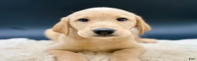 Labrador Retriever 2
