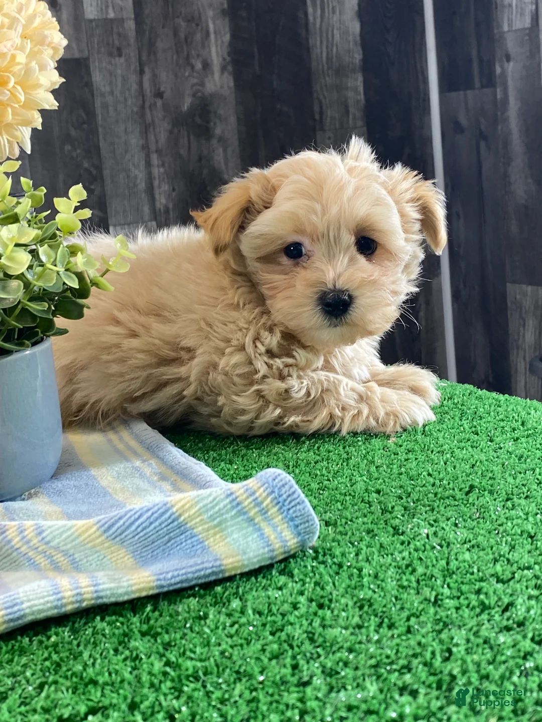 Maltipoo dogs for sale: Miller - Ad 6