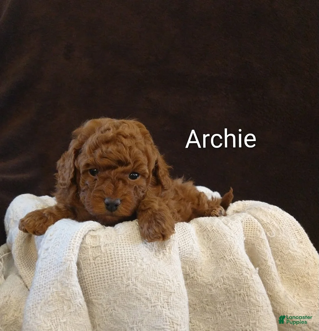 Toy Poodle dogs for sale: Archie - Ad 8