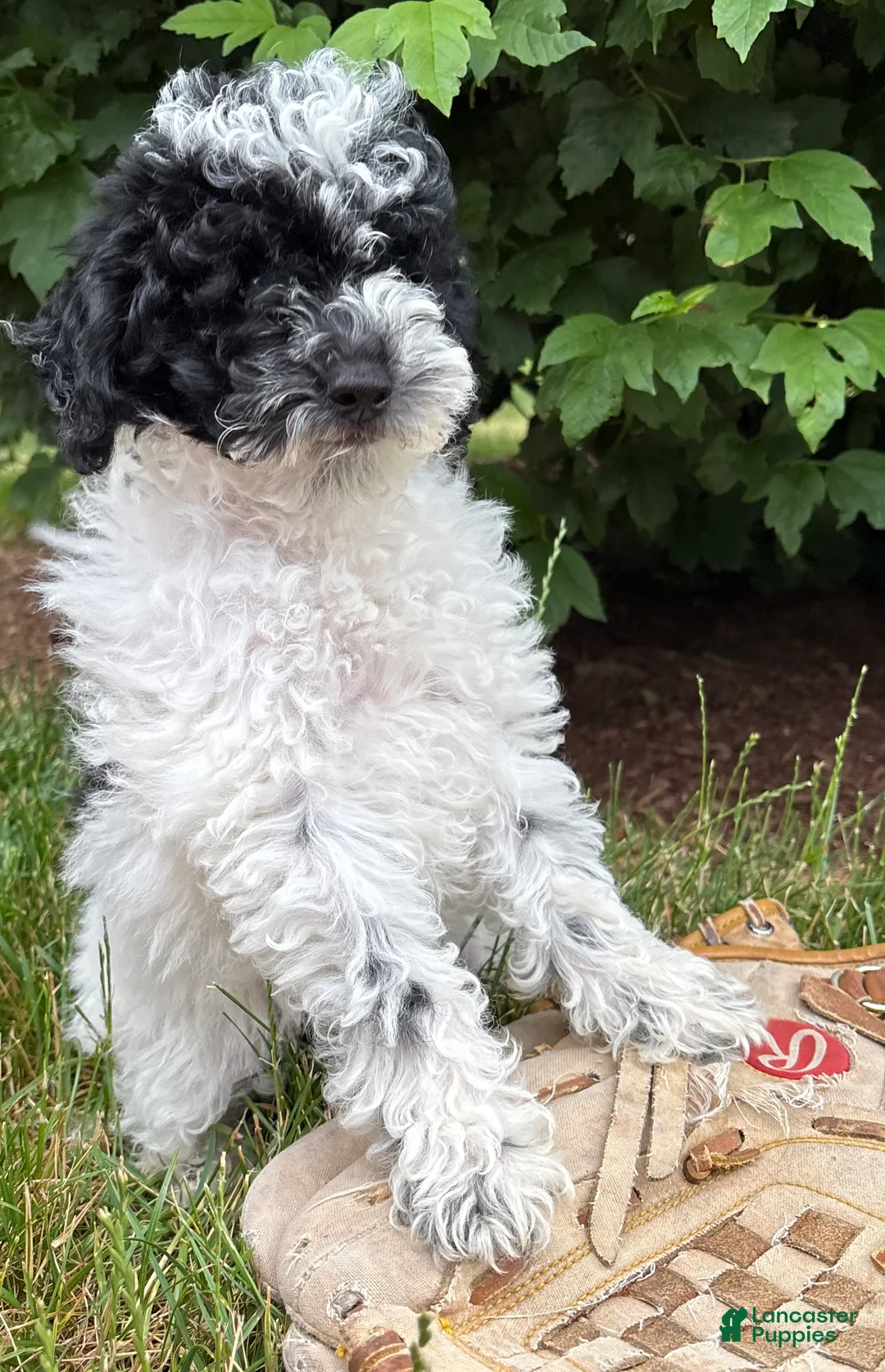 Miniature Poodle dogs for sale: Poppy - Ad 2