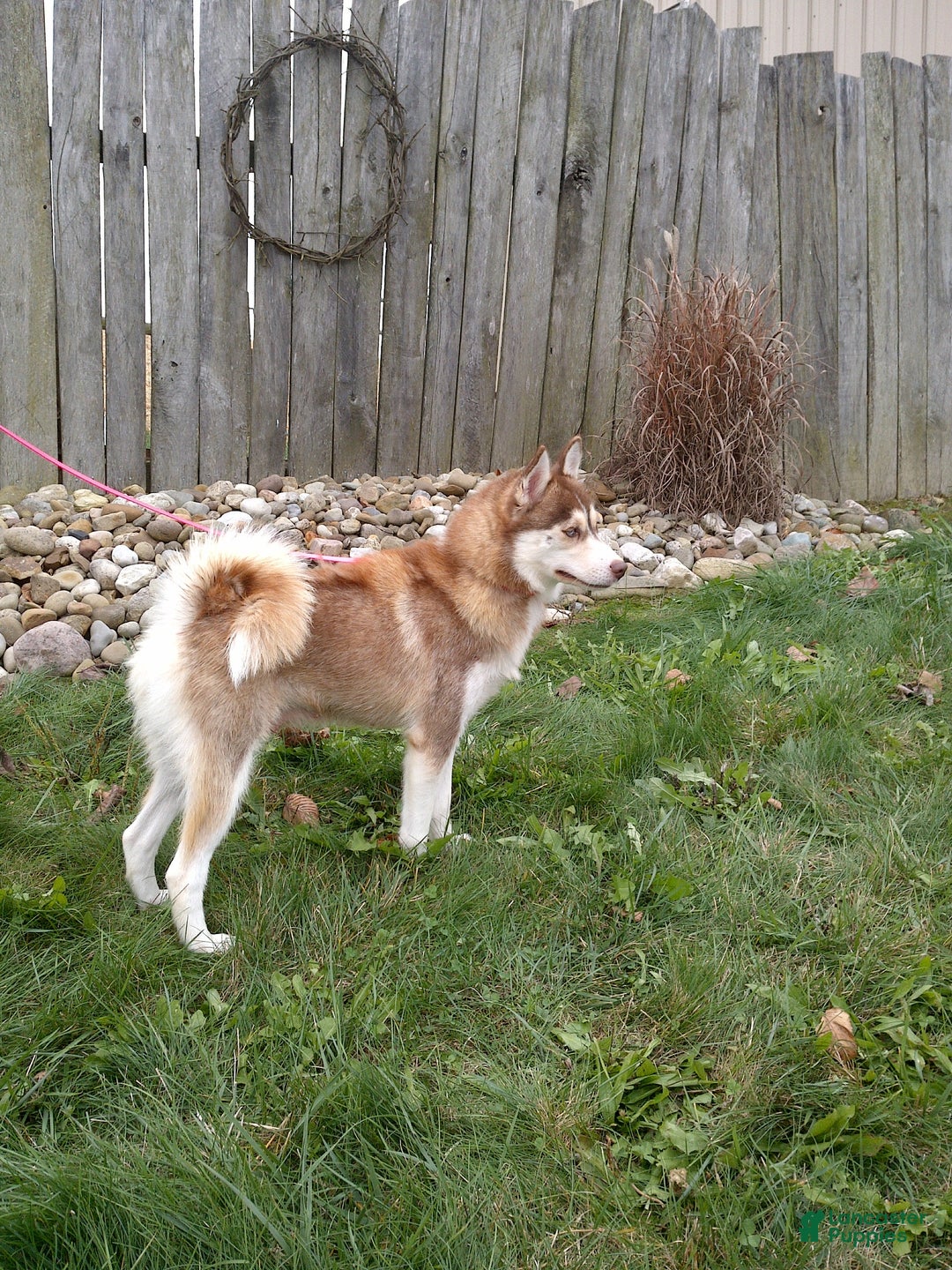 Pomsky dogs for sale: AJay - Ad 9