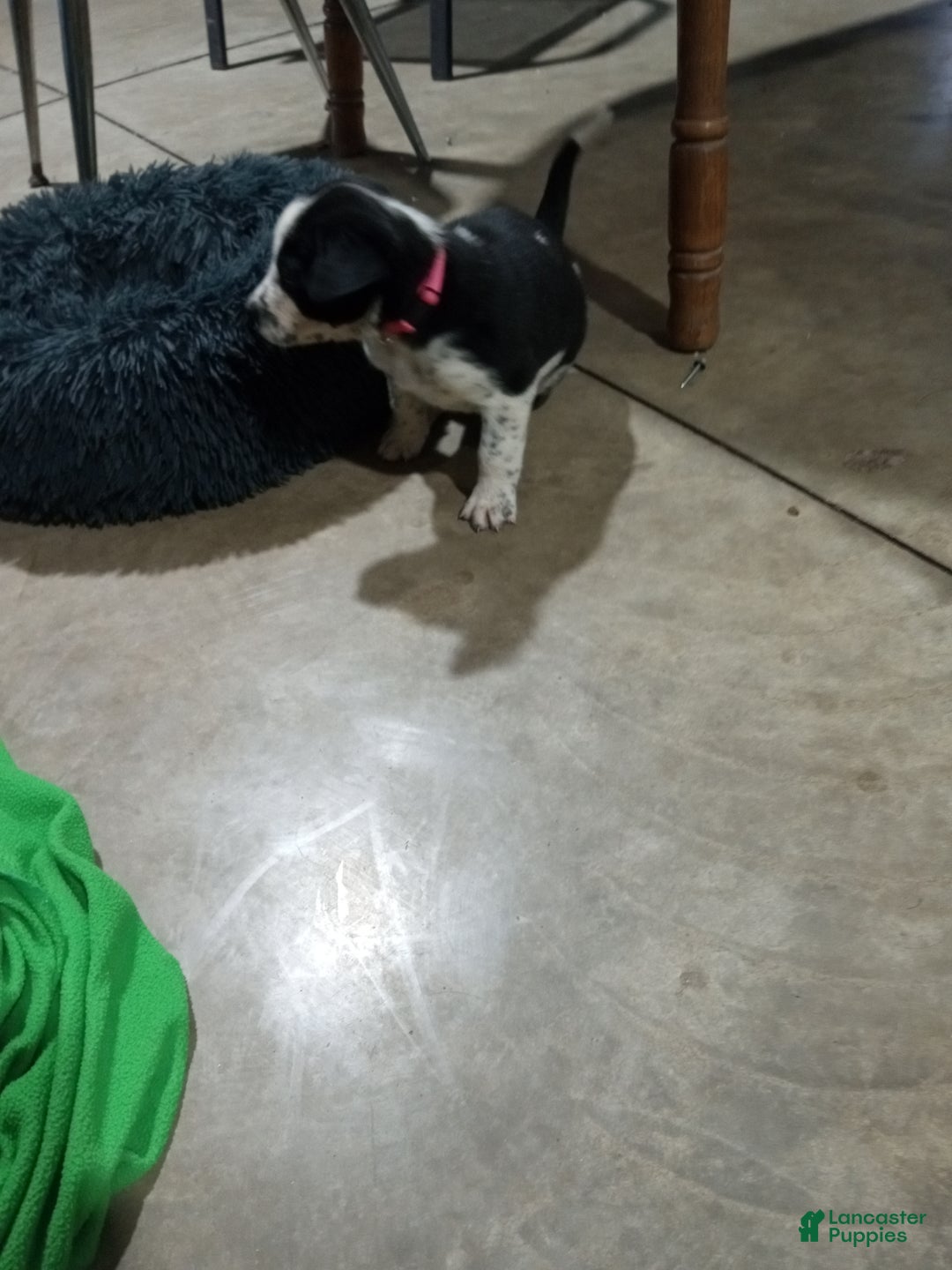 Mixed Breed dogs for sale: Belle - Ad 1