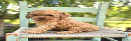 Cocker Spaniel dogs for sale: Kristina - Ad 7
