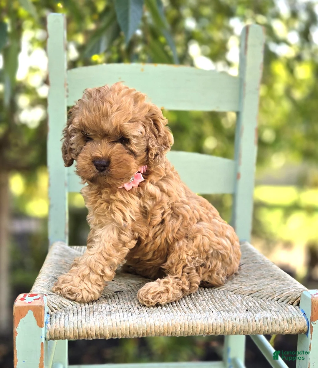 Cocker Spaniel dogs for sale: Kristina - Ad 7