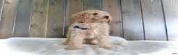 Mini Goldendoodle dogs for sale: Rusty - Ad 16