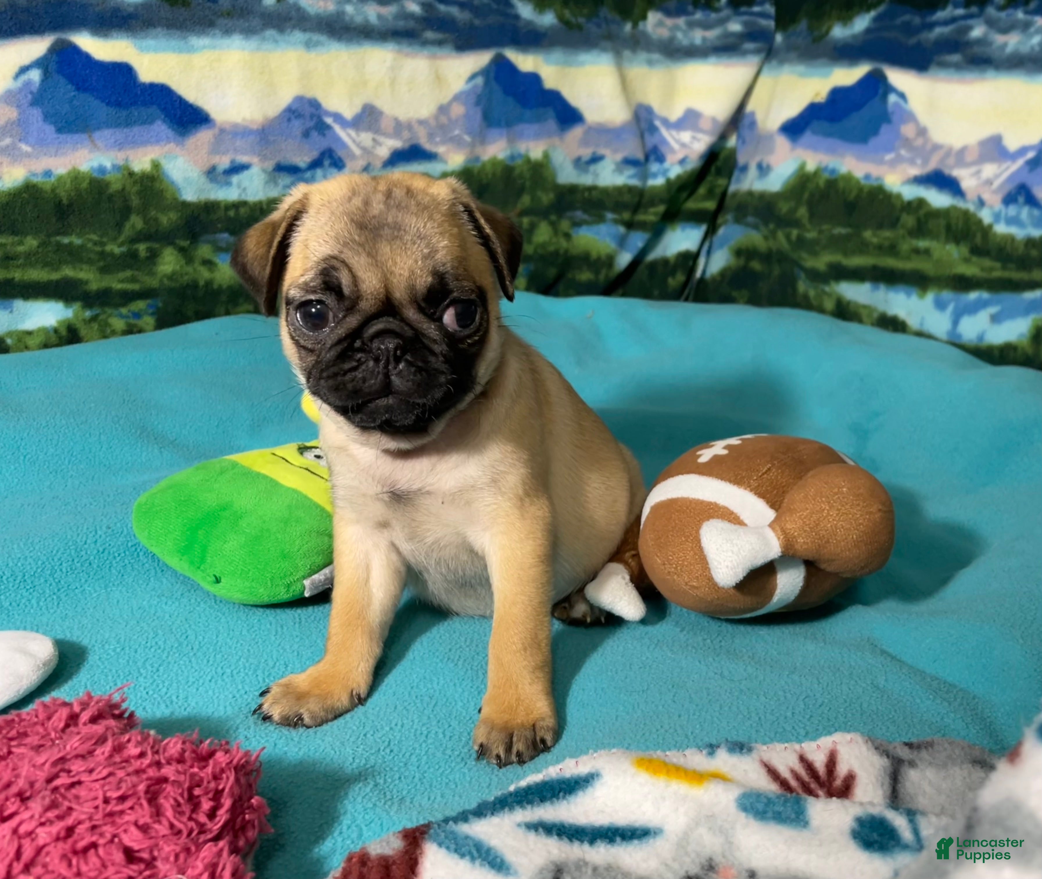 Birdie (Pug, Female) in Columbia, MO