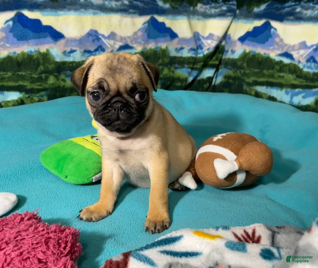Pug dogs for sale: Birdie - Ad 1