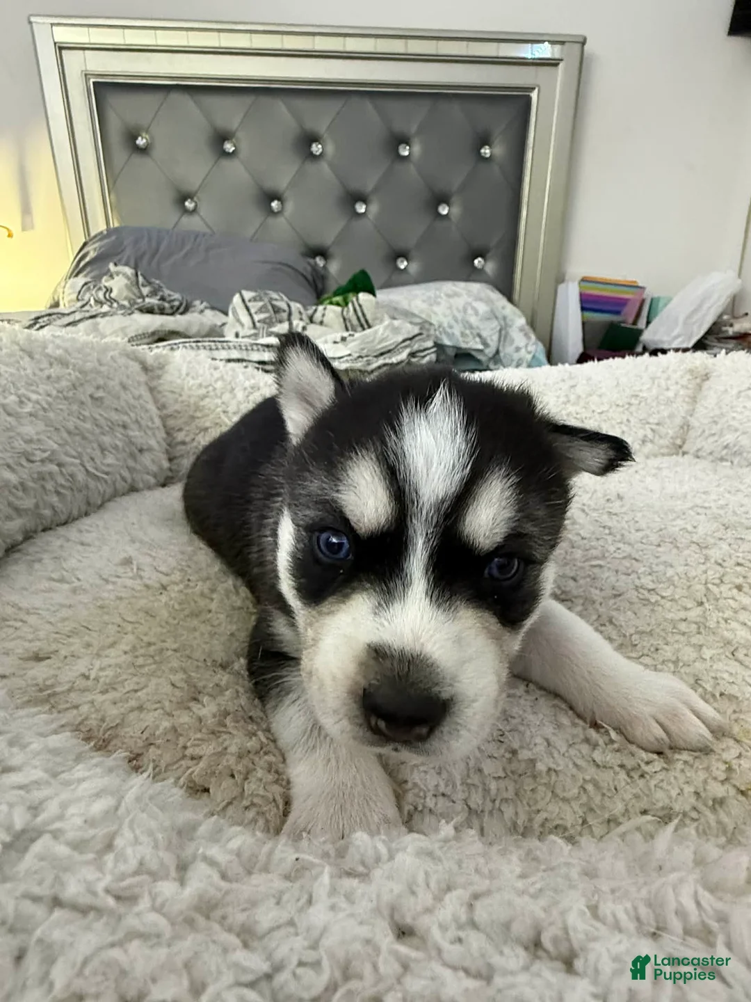 Siberian Husky dogs for sale: Ghost - Ad 3