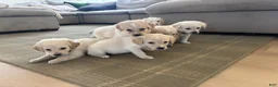 Mixed Breed dogs for sale: Black Collar - Ad 6