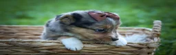 Mixed Breed dogs for sale: Garret💙 - Ad 7