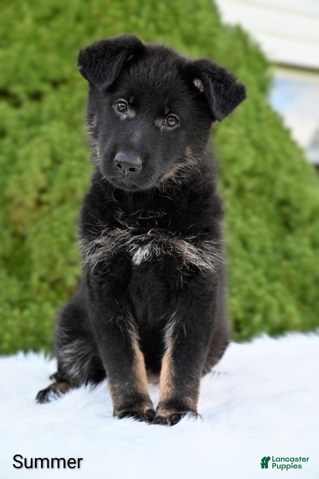 German Shepherd dogs Summer - Ad 1