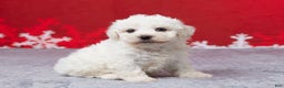 Bichon Frise dogs for sale: Frank - Ad 3