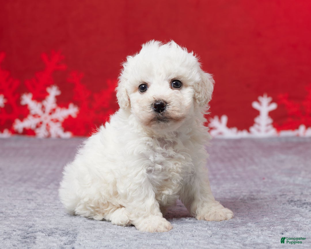 Bichon Frise dogs for sale: Frank - Ad 3