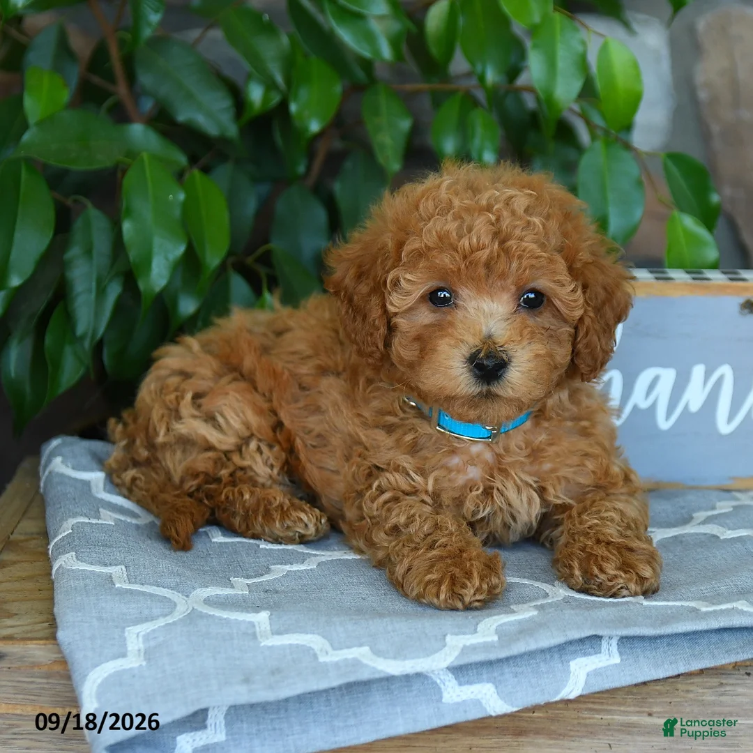 Maltipoo dogs for sale: Caspian - Ad 5