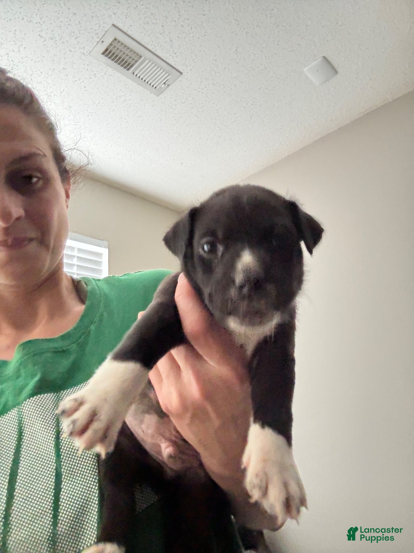 Mixed Breed dogs for sale: Mixed Breed 6 - Ad 16