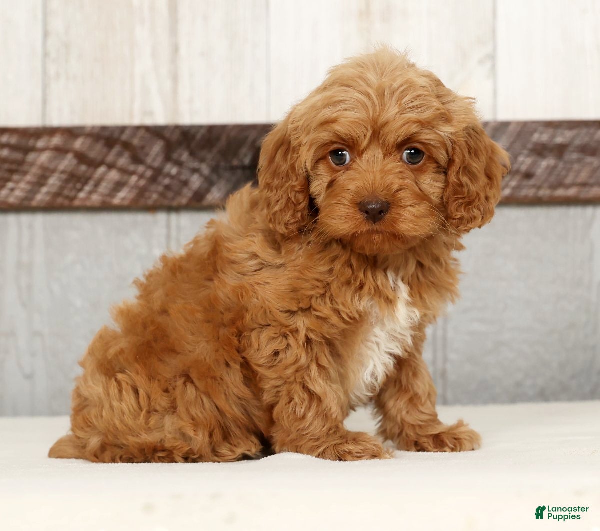 Cockapoo dogs Hazel - Ad 1
