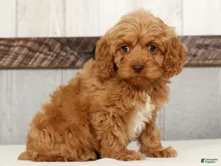 Cockapoo dogs for sale: Hazel - Ad 4
