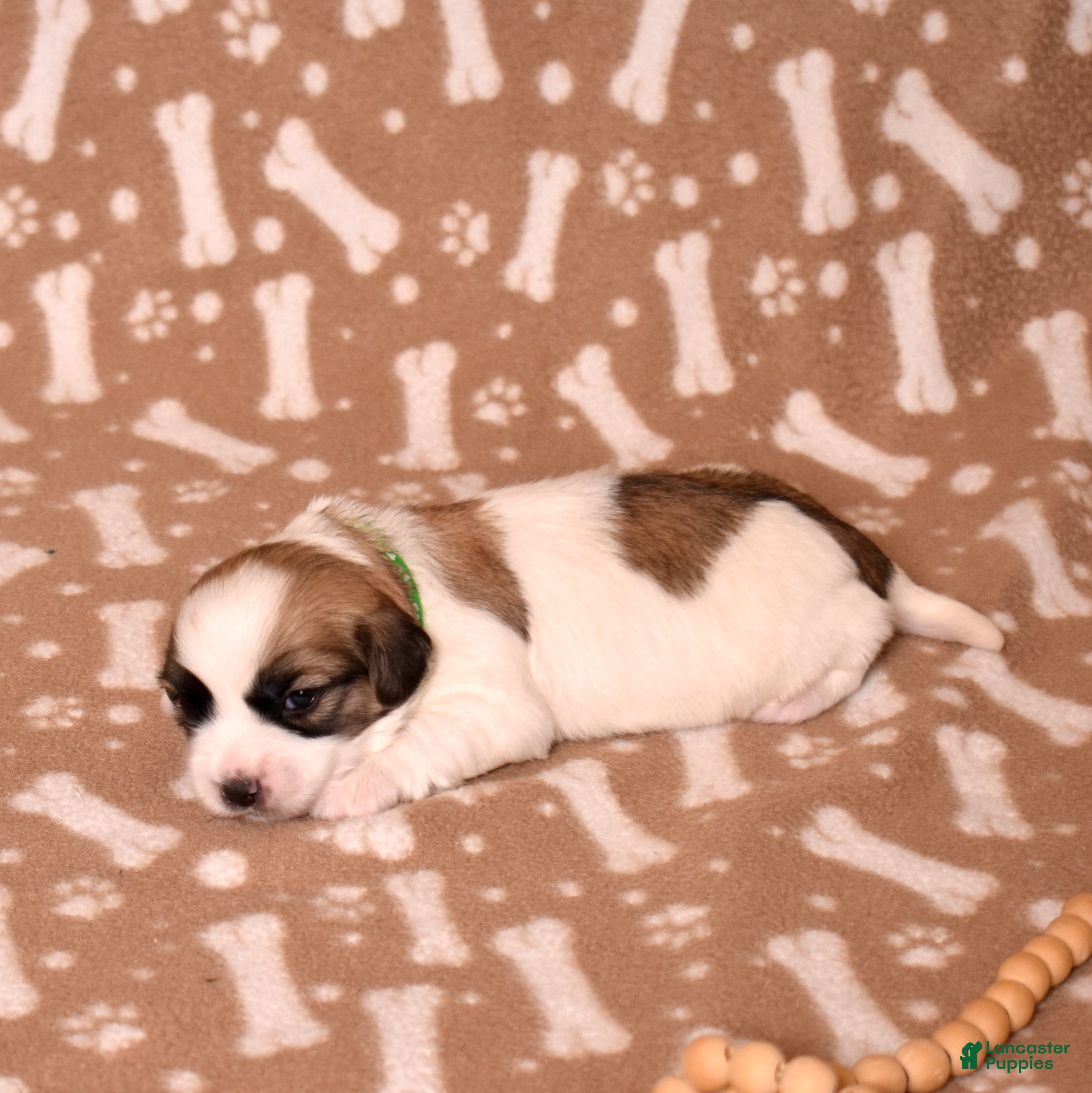 Coton De Tulear dogs Sabre - Ad 2