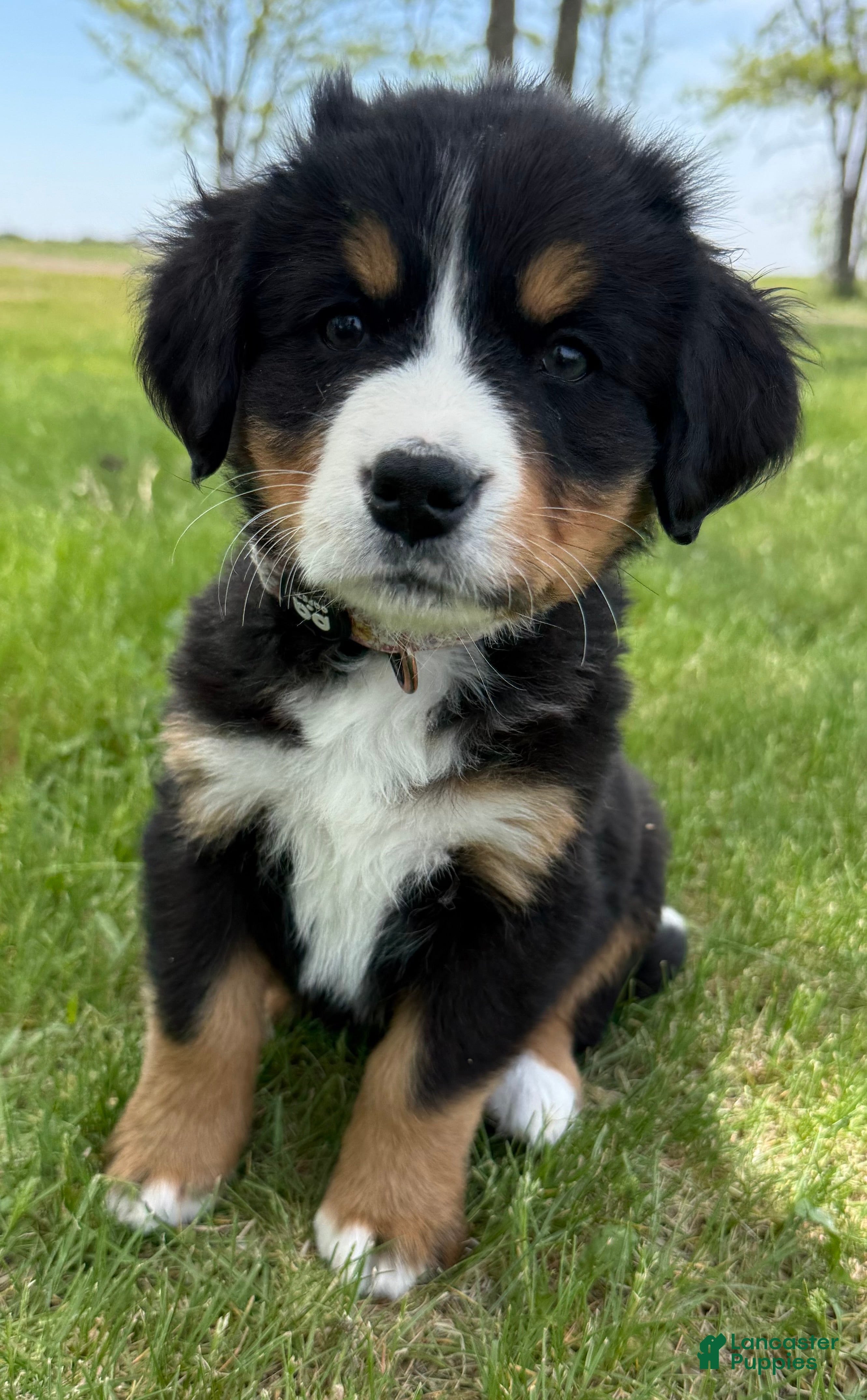 Bernese Mountain Dog dogs Wildflower - Ad 1