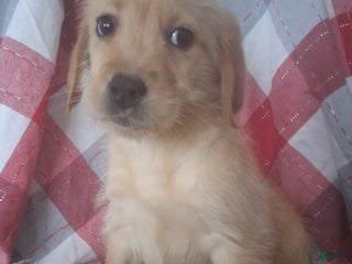 Labradoodle dogs Labradoodle Puppy 3 - Ad 38