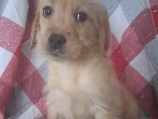 Labradoodle dogs Labradoodle Puppy 3 - Ad 34