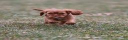 Cavalier King Charles Spaniel dogs for sale: Starburst  - Ad 2