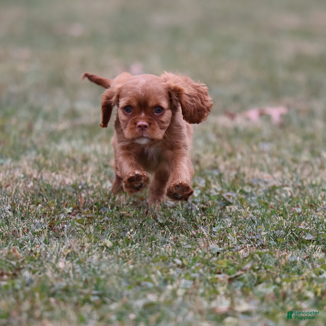 Cavalier King Charles Spaniel dogs for sale: Starburst  - Ad 2