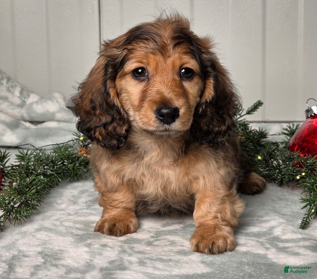 Miniature Dachshund dogs for sale: Shawn - Ad 7