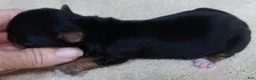 Yorkshire Terrier dogs for sale: Peyton - Ad 6