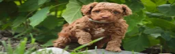 Miniature Poodle dogs for sale: Zena - Ad 8