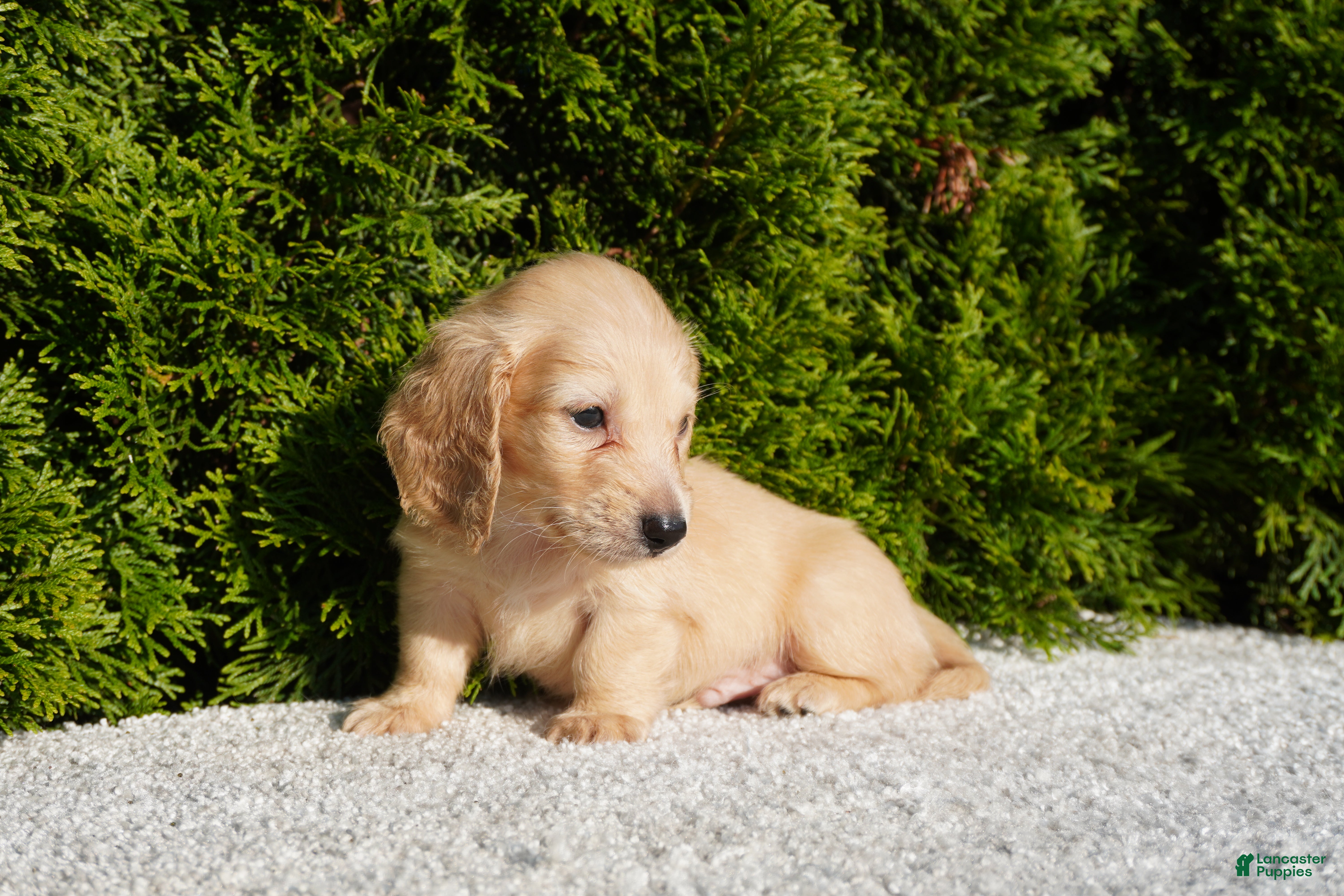 Miniature Dachshund dogs Xander - Ad 1
