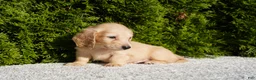 Miniature Dachshund dogs for sale: Xander - Ad 1
