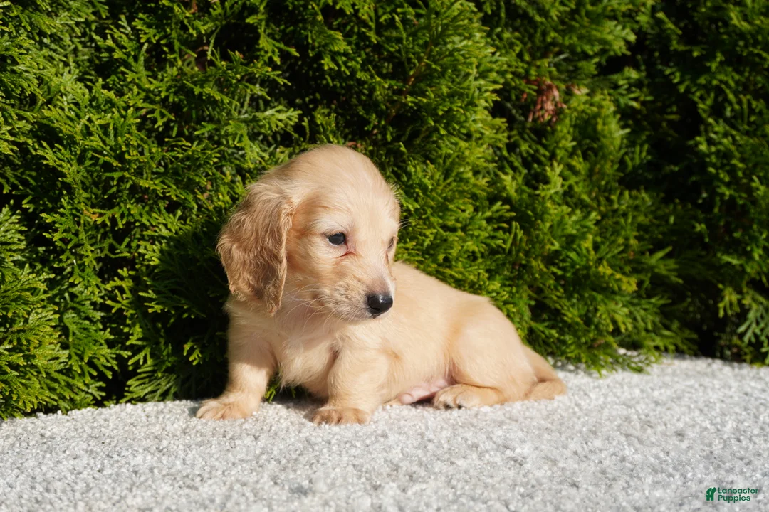 Miniature Dachshund dogs for sale: Xander - Ad 1
