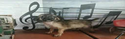 Chihuahua dogs for sale: Micro teacup long hair darker boy. Hand Delivery  - Ad 4