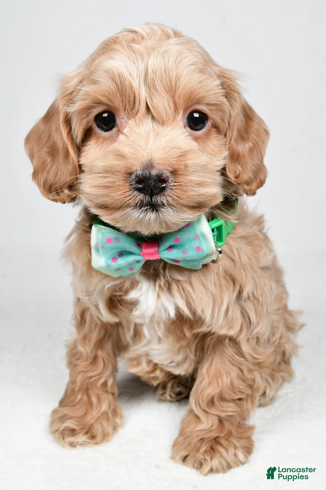 Cockapoo dogs for sale: Parker - Ad 7
