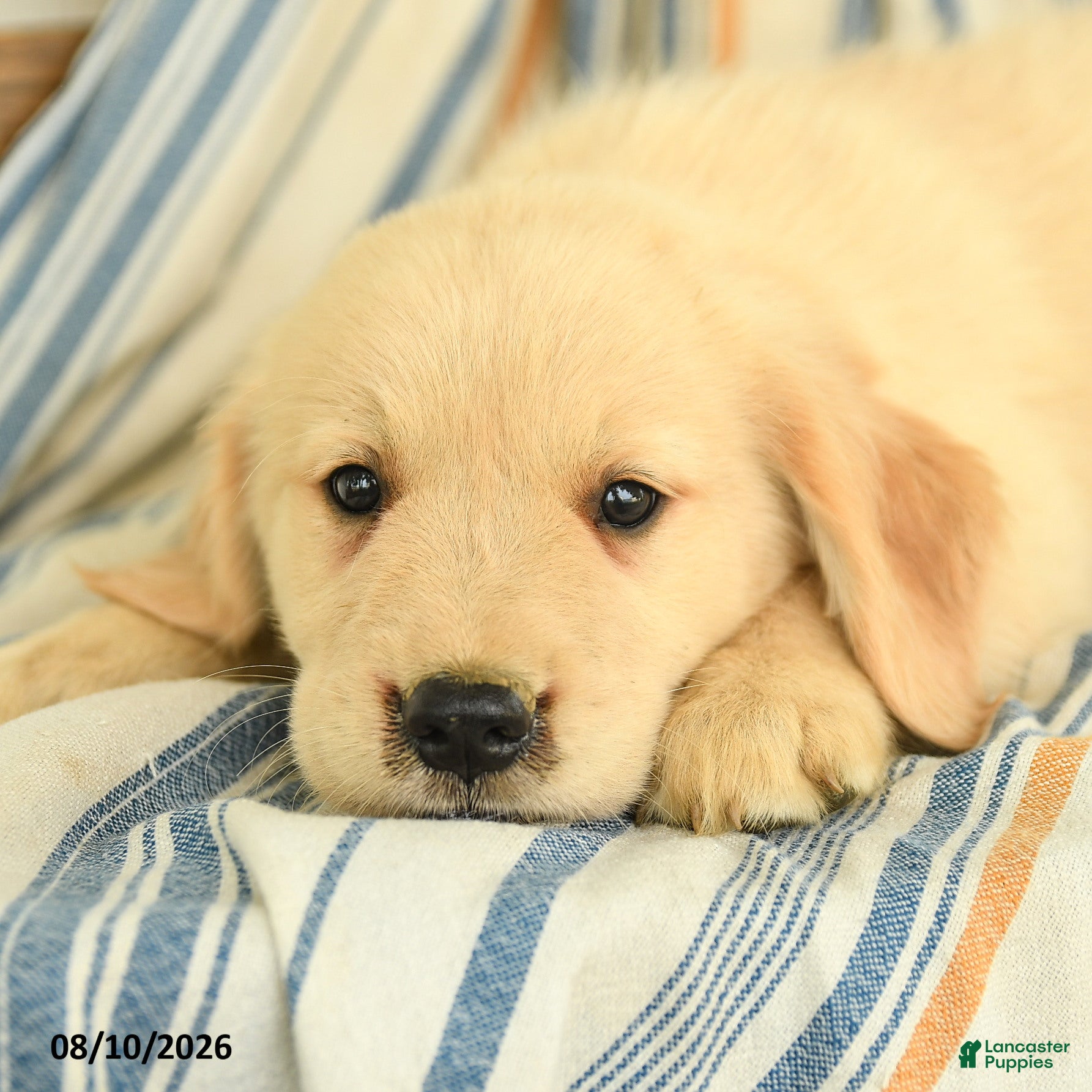 Golden Retriever dogs Jason - Ad 2