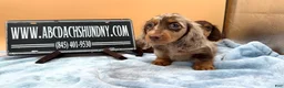 Miniature Dachshund dogs for sale: Full AKC dapple - Ad 4