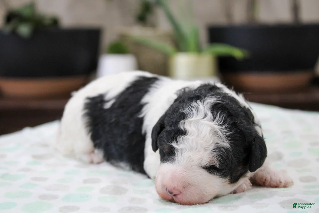 Mini Bernedoodle dogs for sale: Theodora - Ad 1