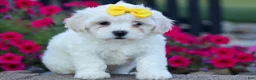 Teddy Bear dogs for sale: Bubbles 💖 - Ad 13