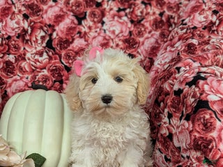 Maltipoo dogs - Ad 36