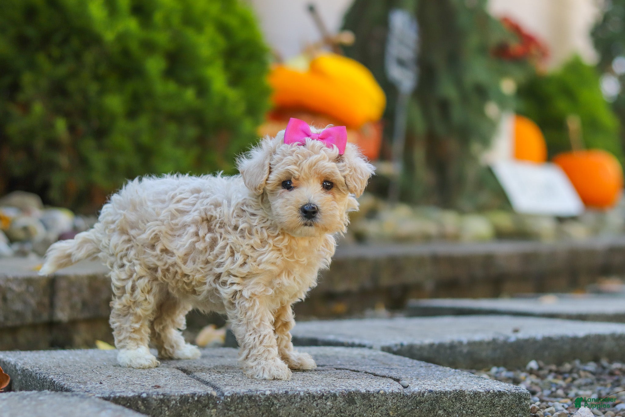 Maltipoo dogs Maple - Ad 2